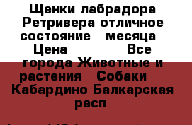 Щенки лабрадора Ретривера отличное состояние 2 месяца › Цена ­ 30 000 - Все города Животные и растения » Собаки   . Кабардино-Балкарская респ.